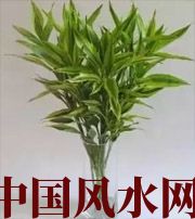 晋中十二生肖养什么植物最旺财运？你知道吗！